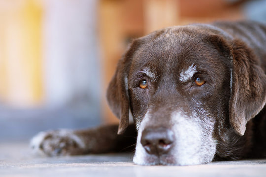 My Dog Is Slowing Down – Is This Just Age?