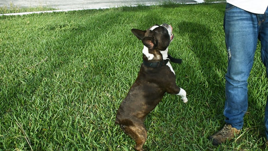 My Dog Struggles to Stand Up – What Does It Mean?