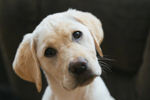 Dog Head Bobbing When Walking – What Owners Should Notice
