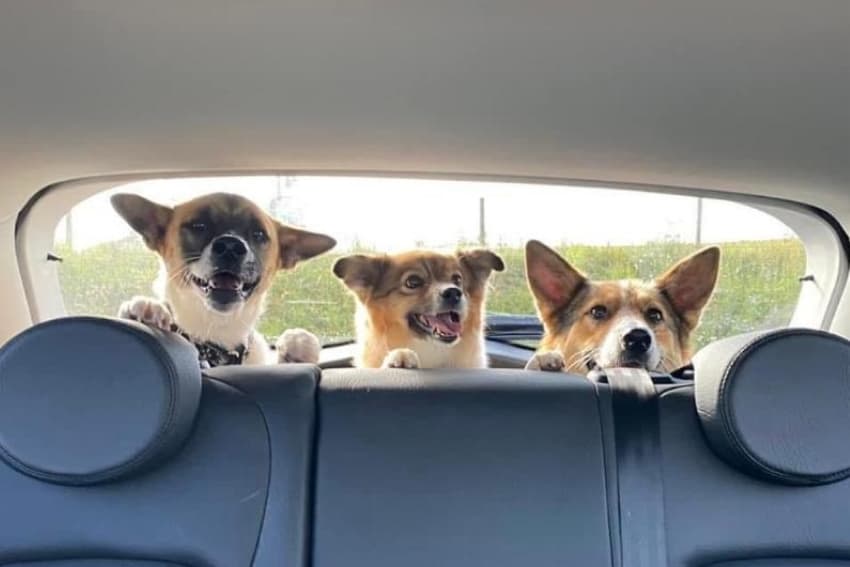 Dog Reluctant to Jump Into the Car – Should I Worry?