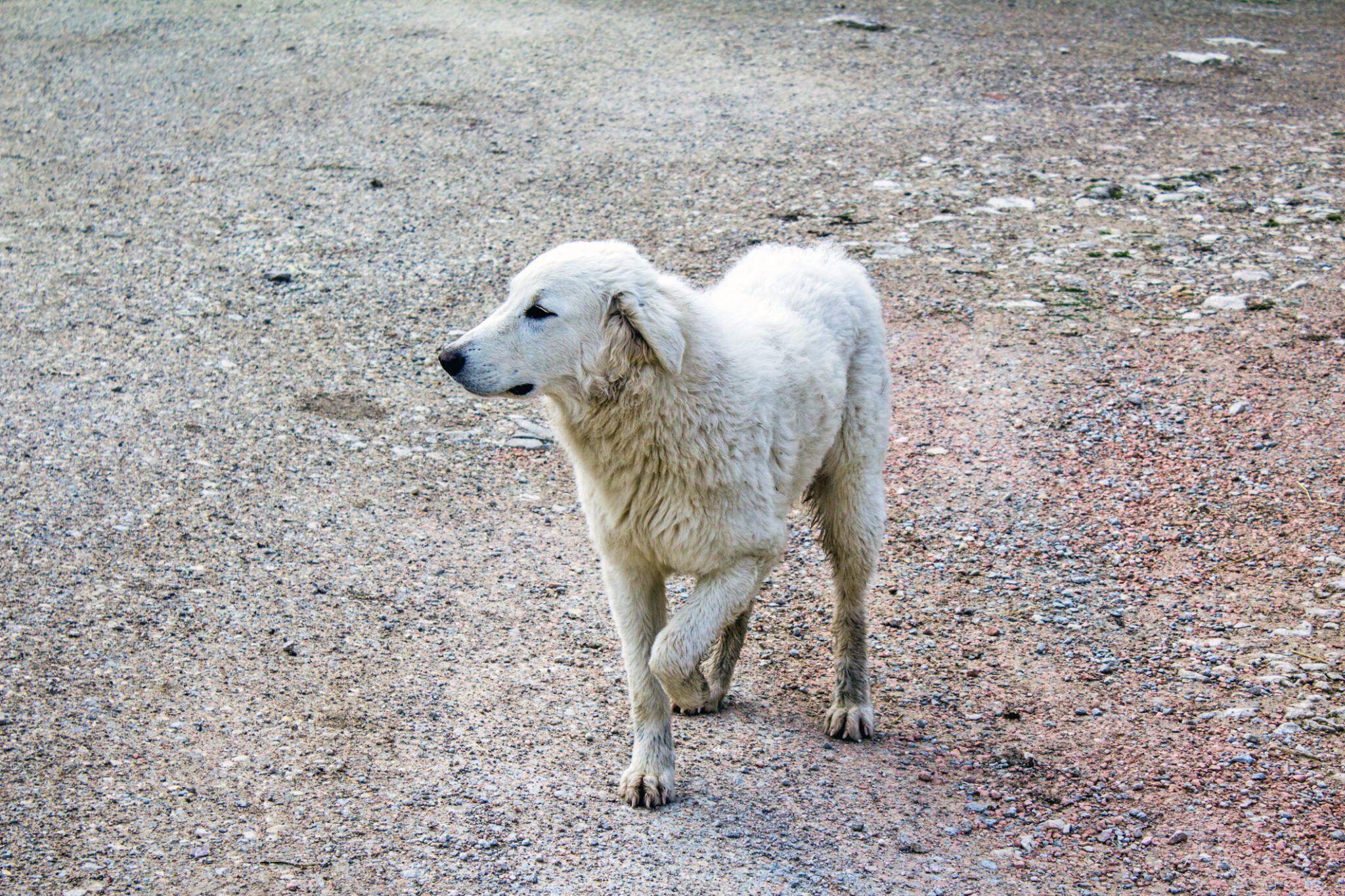 Dog Limping – How to Recognise Changes in the Way Your Dog Moves