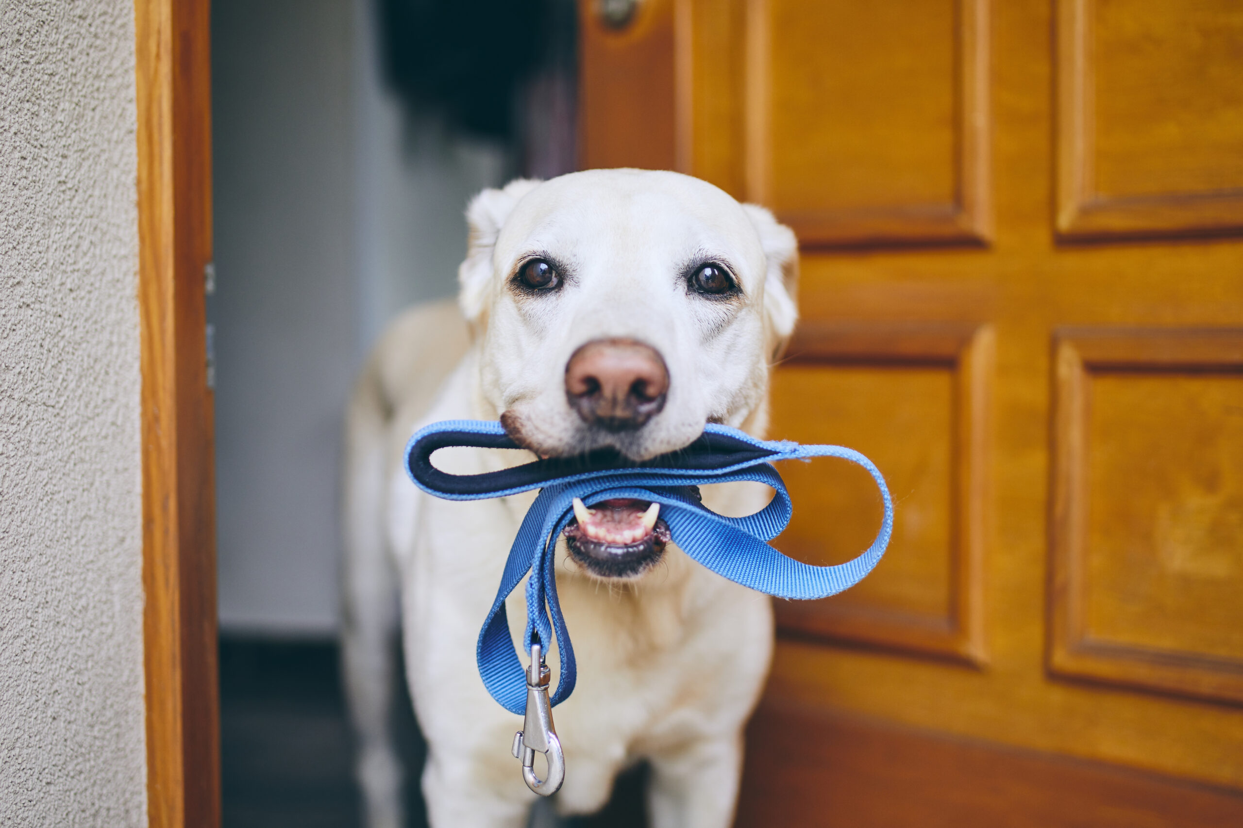 My Dog Walks Fine but Cries When Turning – Why?