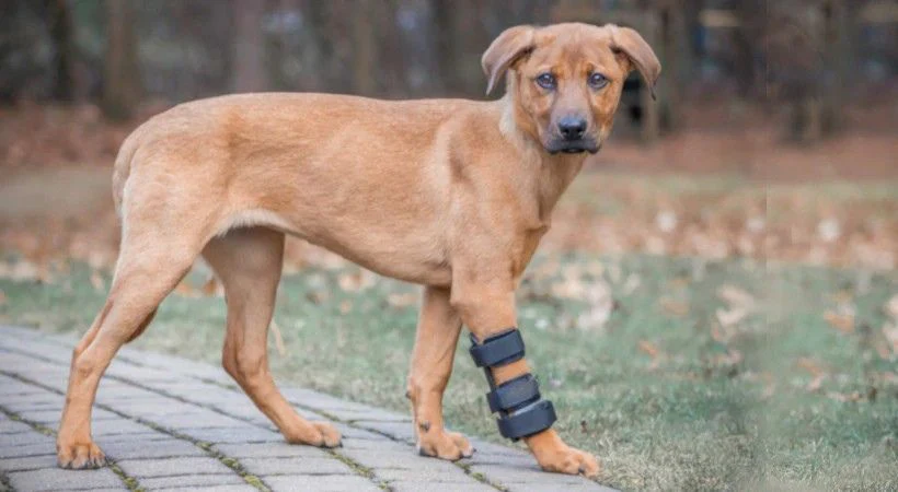 My Dog Started Limping Suddenly – Could Something Be Stuck in the Paw?