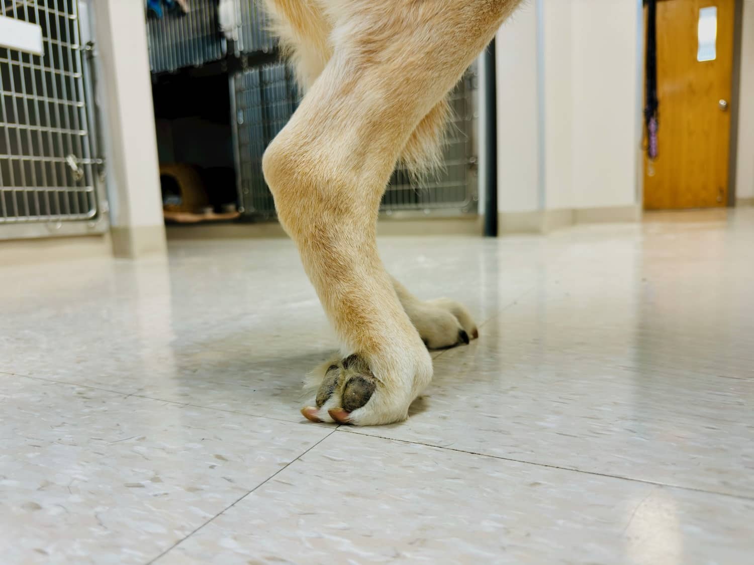 Dog Knuckling – What Owners Should Notice