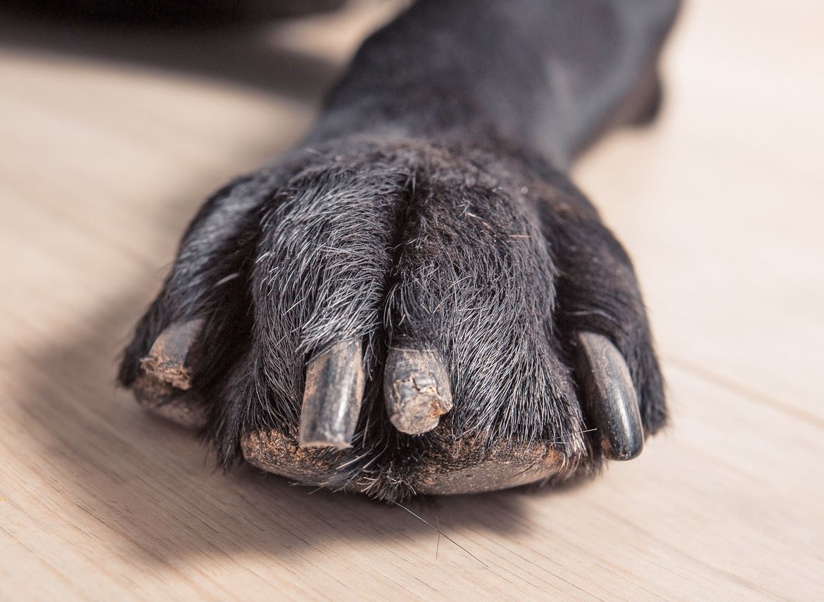 My Dog Is Wearing Down One Nail – Should I Be Concerned?