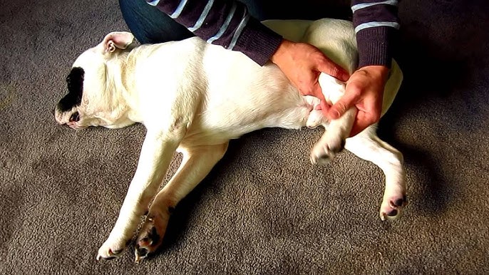 My Dog Holds One Leg Up When Standing – What Should I Notice?