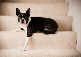 My Dog Avoids Stairs – What Should I Notice?