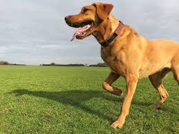 Dog Limping After Rest – What It Can Mean
