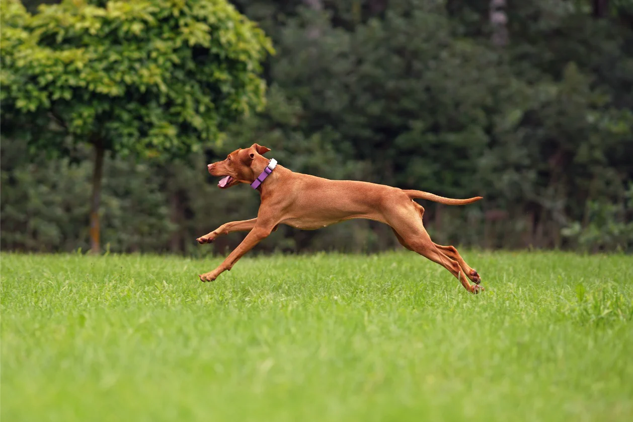 My Dog Is Bunny Hopping – What Does It Mean?