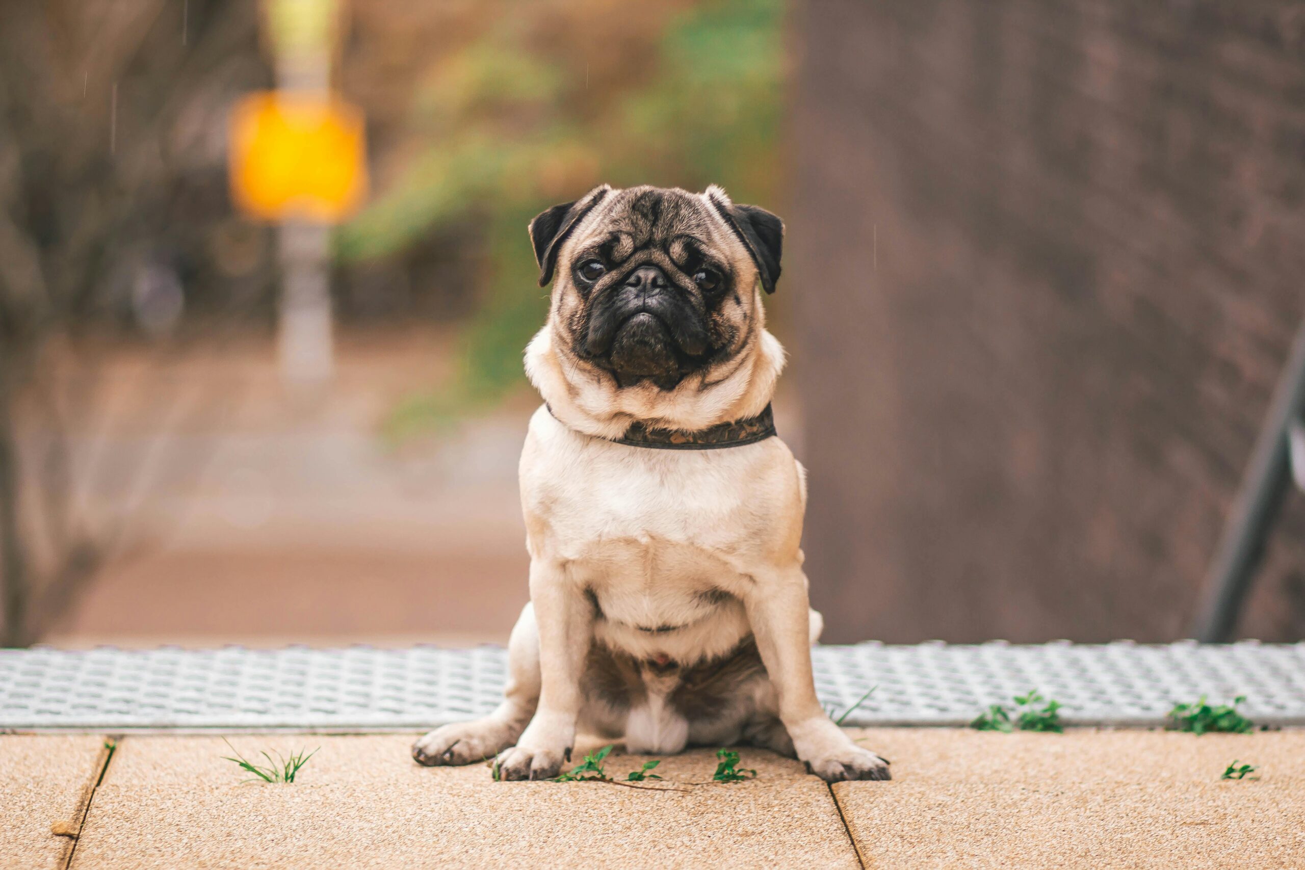 My Dog Is Reluctant to Sit – What Should I Notice?