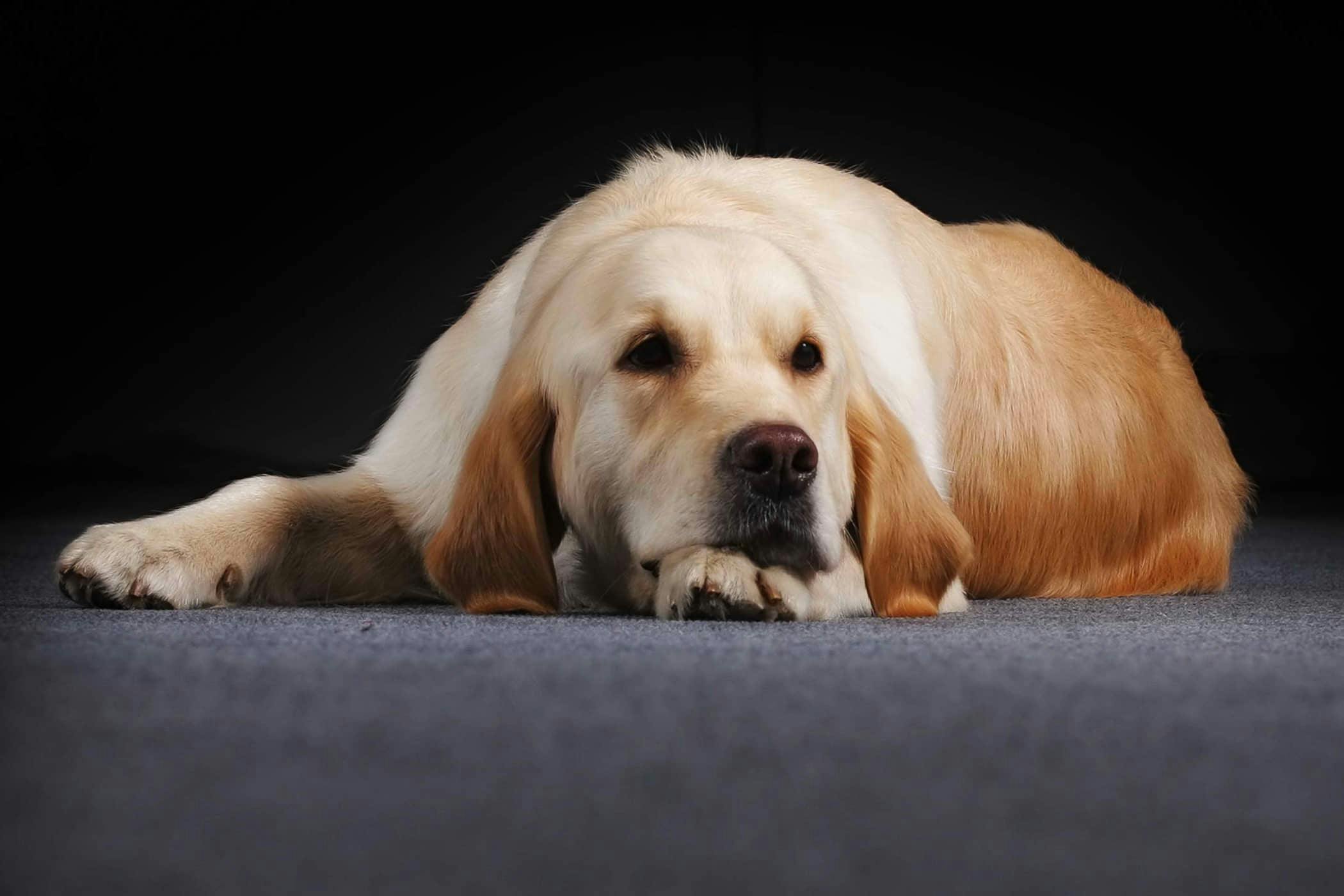 My Dog Struggles on Smooth Floors – What Should I Notice?