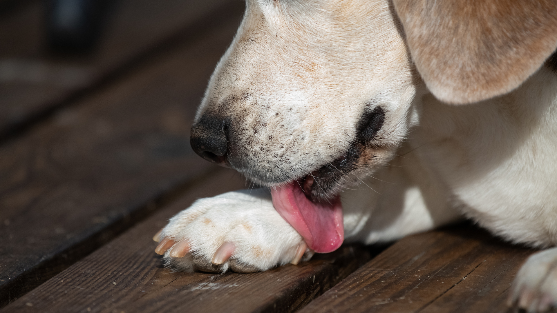 My Dog Keeps Licking One Paw – What Should I Notice?