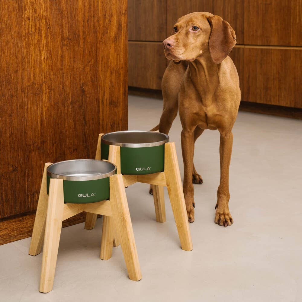 My Dog Stands Differently – What Should I Notice?