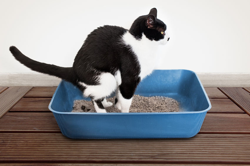My Cat Is Using the Litter Tray Differently – What Should I Notice?