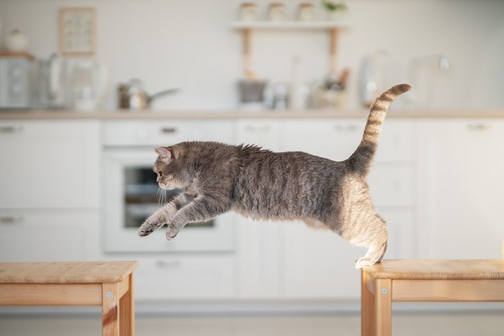 My Cat Hesitates Before Jumping – What Should I Notice?
