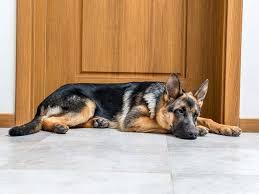 My Dog Is Reluctant to Lie Down – What Should I Notice?