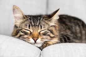 My Cat Is Sleeping More and Moving Less – What Should I Notice?