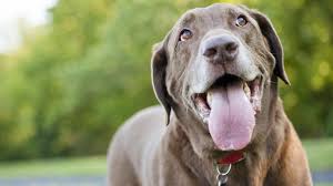 My Dog Pants More After Light Activity – What Should I Notice?