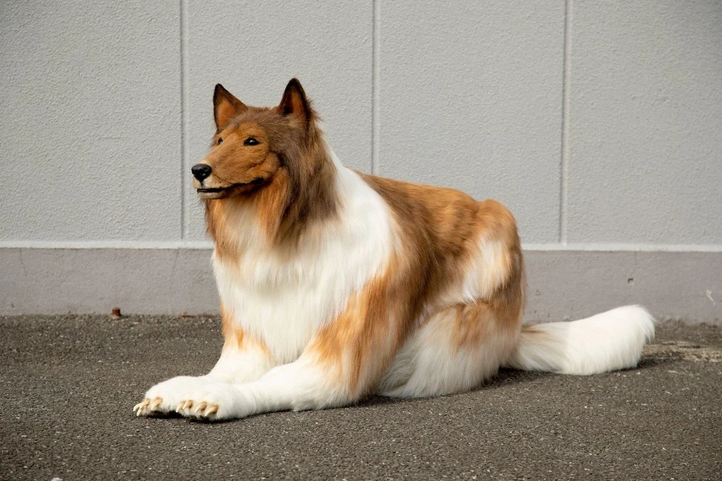 My Dog Turns Differently – What Should I Notice?