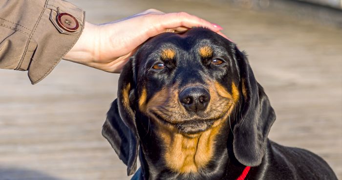 My Dog Reacts When Touched – What Should I Notice?