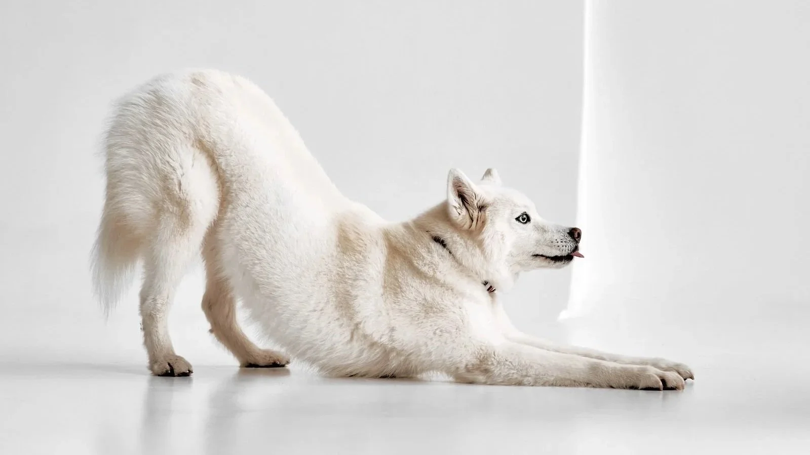 My Dog Stretches More Than Usual – What Should I Notice?