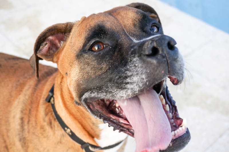 My Dog Moves and Then Stops to Catch Its Breath – What Should I Notice?