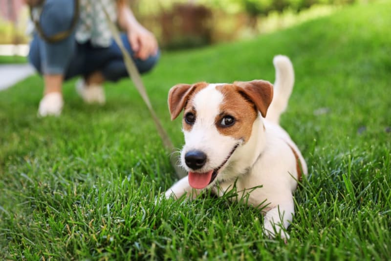 My Dog Stops During Walks – What Should I Notice?