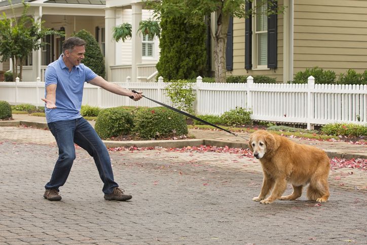 My Dog Is Reluctant to Be Picked Up – What Should I Notice?