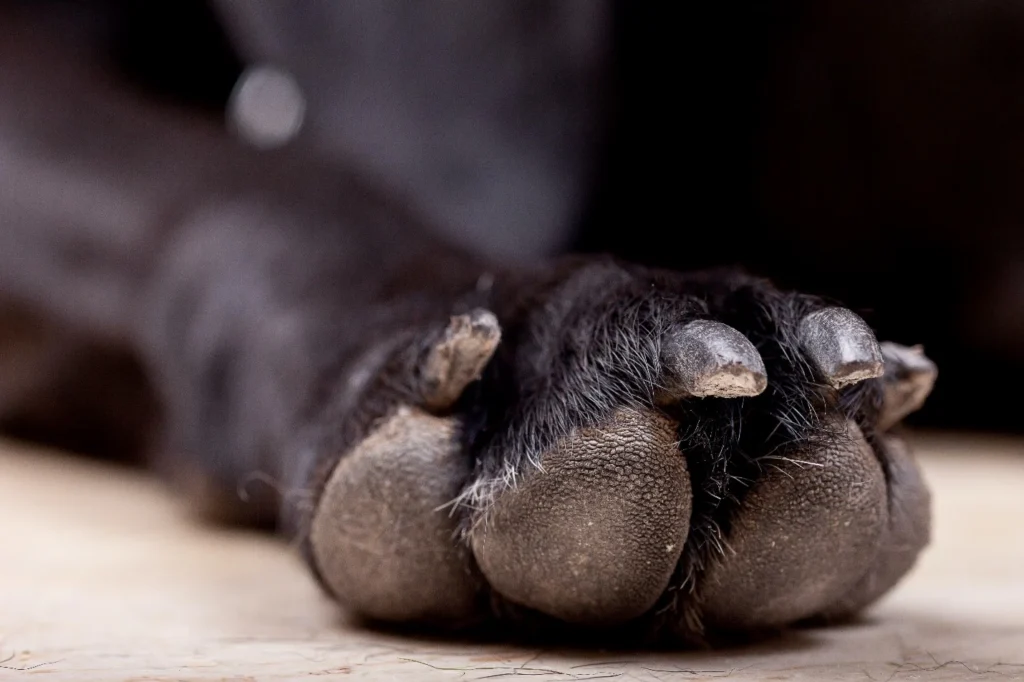 My Dog’s Paw Placement Looks Wrong – What Should I Notice?
