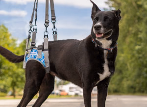 My Dog’s Back End Sways When Walking – What Should I Notice?