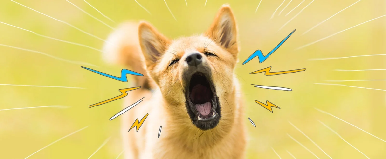 My Dog Yelps When Jumping Down – What Should I Notice?