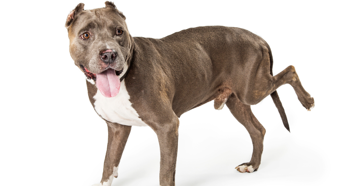 My Dog’s Back Legs Look Thinner – What Should I Notice?