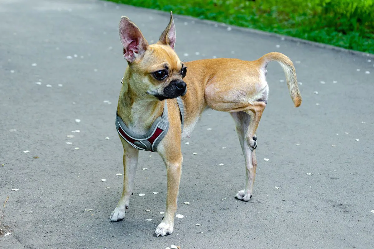 My Dog’s Back Legs Cross When Walking – What Should I Notice?