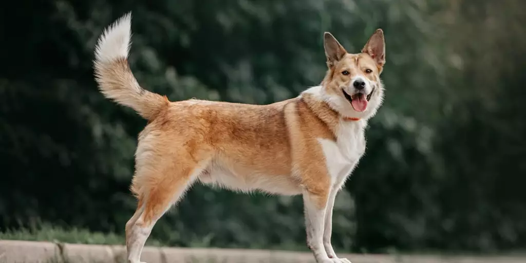 My Dog Carries Its Tail Differently – What Should I Notice?