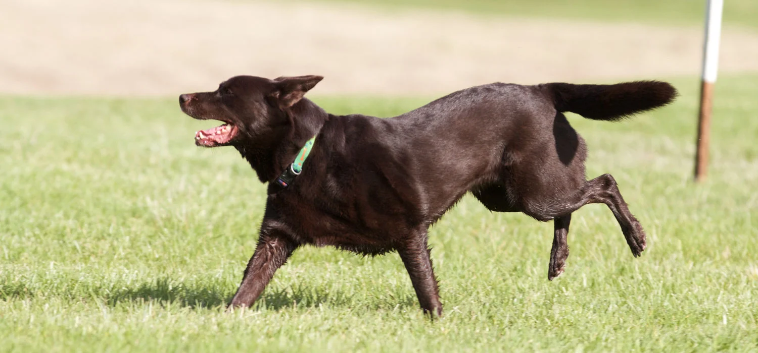 My Dog Skips on One Back Leg – What Should I Notice?