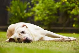 My Dog Stumbles When Turning Quickly – What Should I Notice?