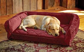 My Dog Lies Down Carefully – What Should I Notice?